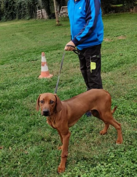 Rhodesian Ridgeback  Cucciolo 7 mesi maschio  | Foto 0