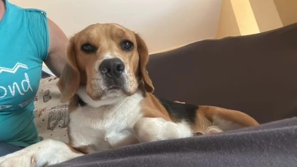 Cercasi Beagle femmina per accoppiamento  | Foto 1