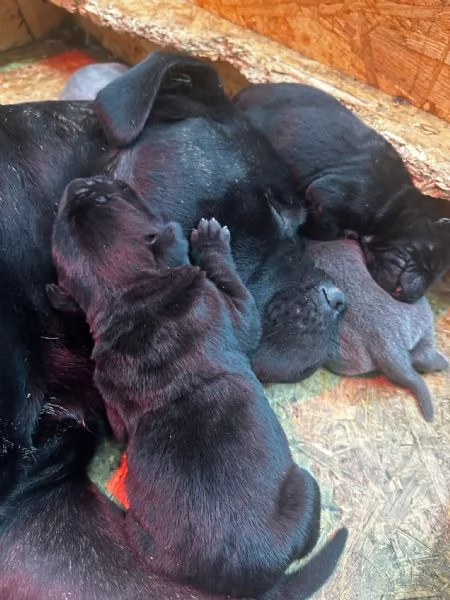 Cuccioli cane corso