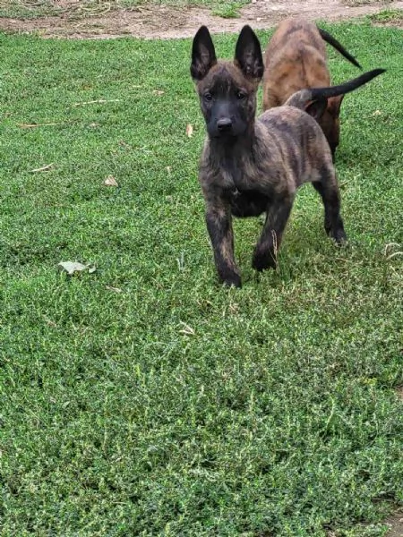 Cuccioli di pastore olandese in vendita | Foto 5