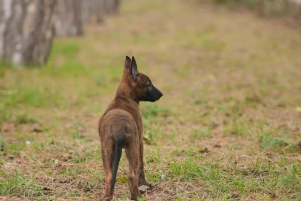 Cuccioli di pastore olandese in vendita | Foto 1