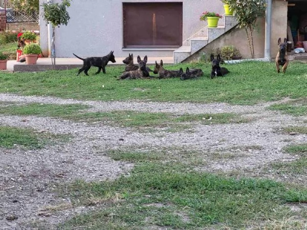 Cuccioli di pastore olandese in vendita | Foto 0