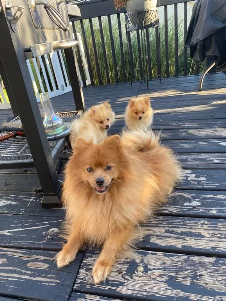 cuccioli di pomerania cercano una nuova casa a buon prezzo | Foto 2