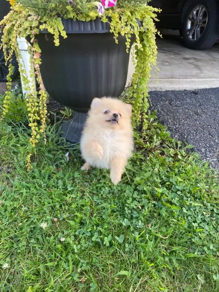 cuccioli di pomerania cercano una nuova casa a buon prezzo | Foto 1