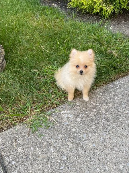 cuccioli di pomerania cercano una nuova casa a buon prezzo | Foto 0