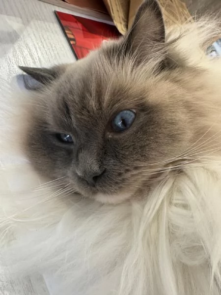 Ragdoll blu pointmitted | Foto 1