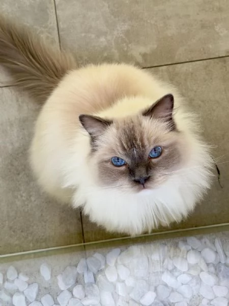 Ragdoll blu pointmitted | Foto 0