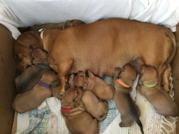 Cuccioli di bassotto nano in vendita  | Foto 3