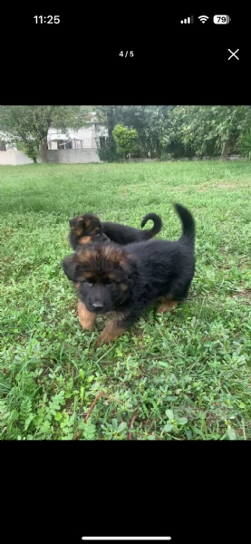 Cuccioli pastore tedesco