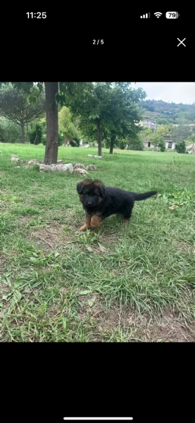 Cuccioli pastore tedesco | Foto 2