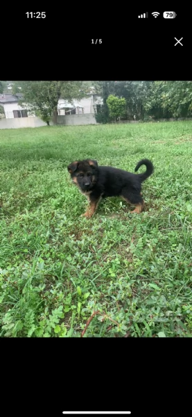 Cuccioli pastore tedesco | Foto 0