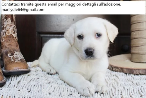 Due cuccioli di Labrador gratis