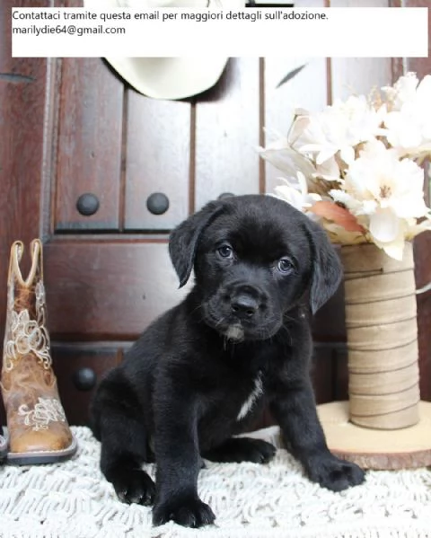 Dolci cuccioli di Labrador