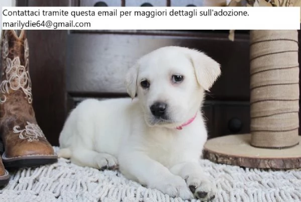 Cuccioli di Labrador Retriever carini disponibili