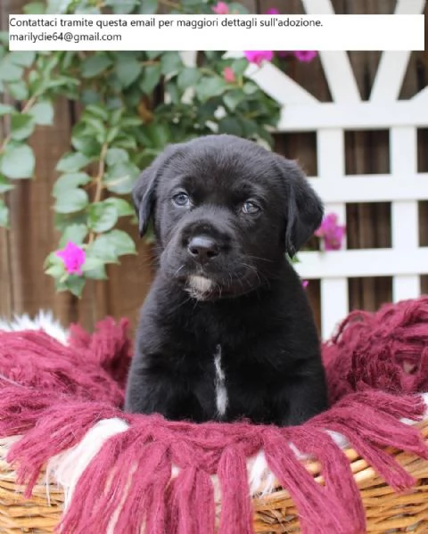 Cuccioli di Labrador in adozione