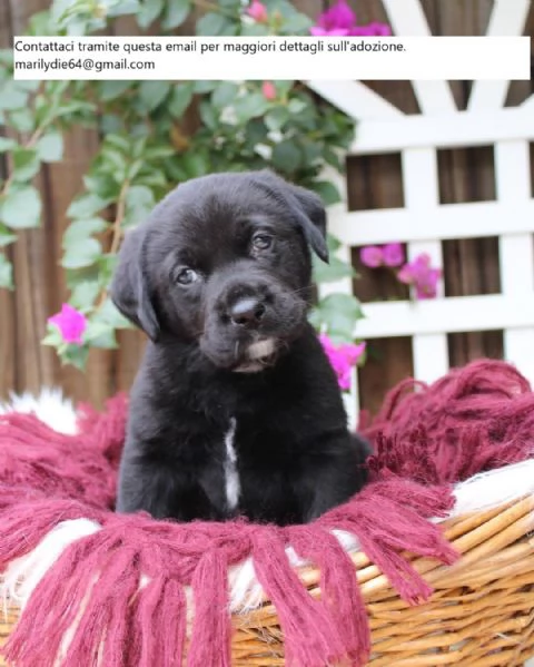 Splendido Labrador Golden Chunky