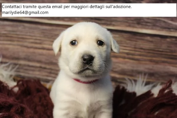 Cuccioli di Labrador Retriever