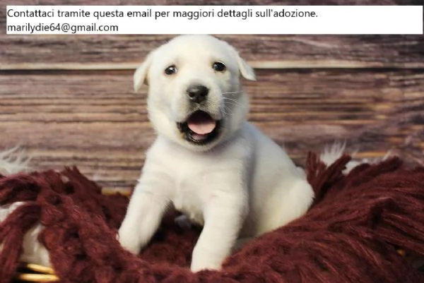 Cuccioli di Labrador Retriever