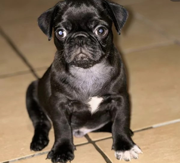 Cuccioli di carlino  | Foto 2