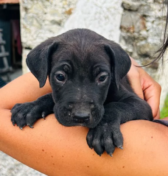 Cuccioli cane corso  | Foto 0