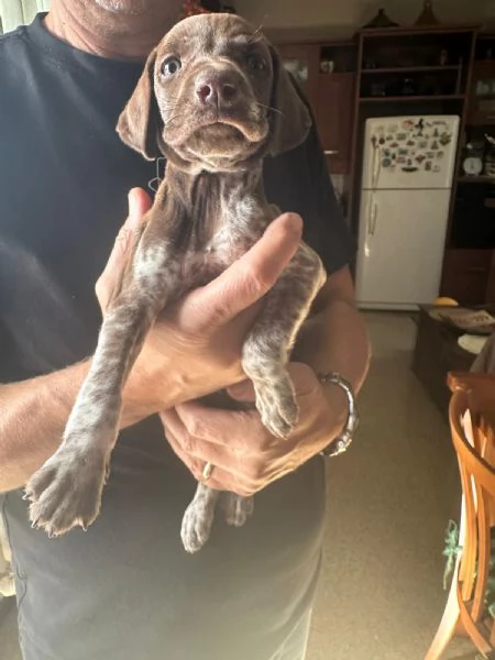 Vendesi cucciolo di bracco tedesco  | Foto 4