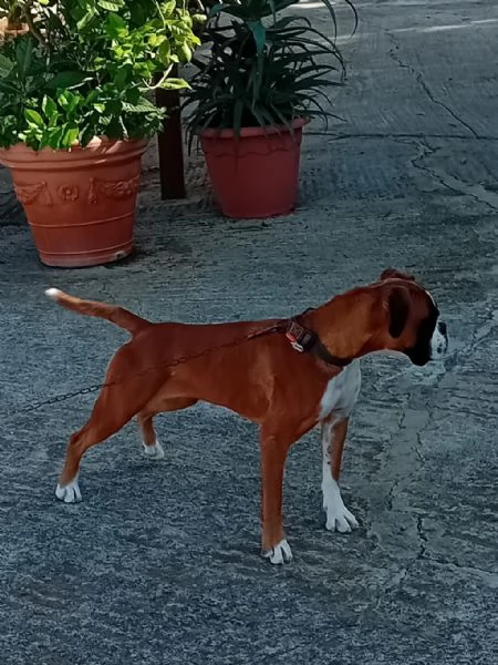 Splendida cucciolona di boxer fulva  con pedigree di alta genealogia 