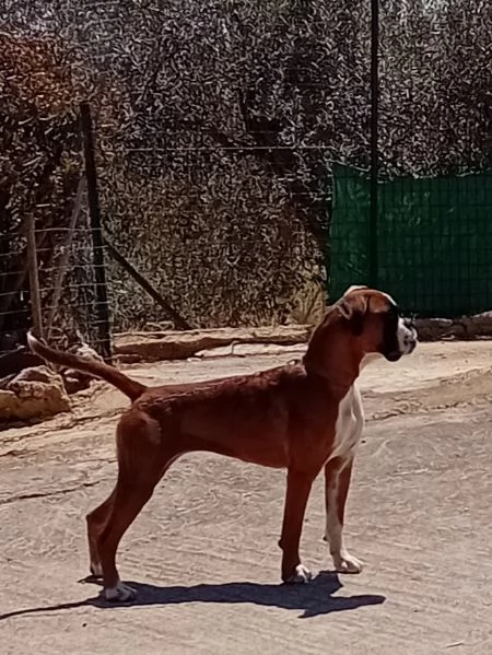 Splendida cucciolona di boxer fulva  con pedigree di alta genealogia  | Foto 2