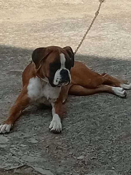 Splendida cucciolona di boxer fulva  con pedigree di alta genealogia  | Foto 0