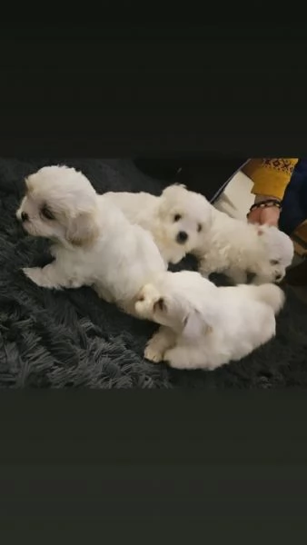 Bichon maltese