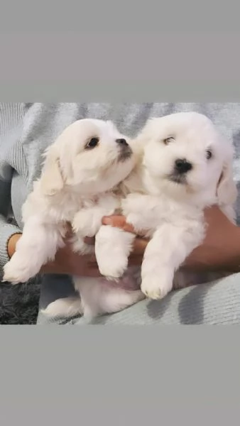 Bichon maltese | Foto 4