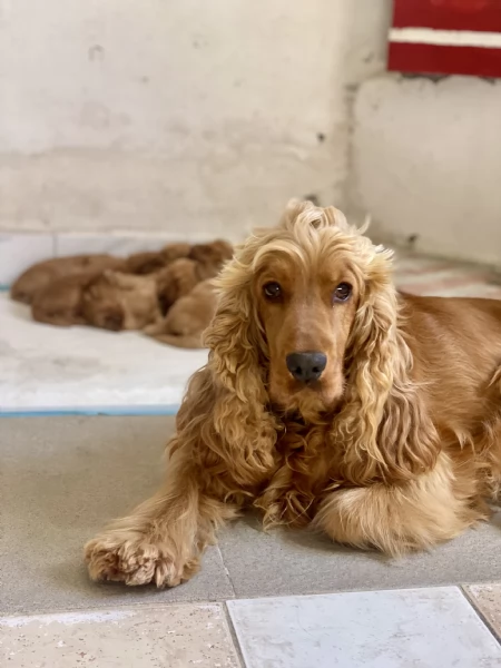 Cocker Spaniel inglese  Raggio di Cocker