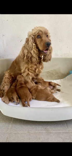 Cocker Spaniel inglese  Raggio di Cocker | Foto 3