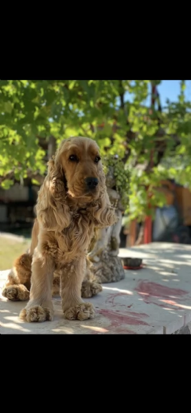 Cocker Spaniel inglese  Raggio di Cocker | Foto 1