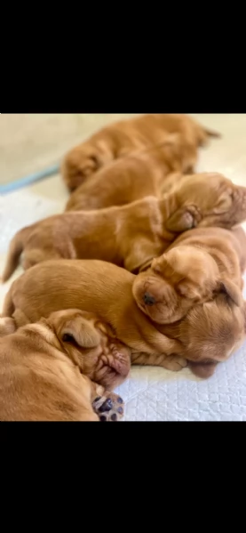 Cocker Spaniel inglese  Raggio di Cocker | Foto 0