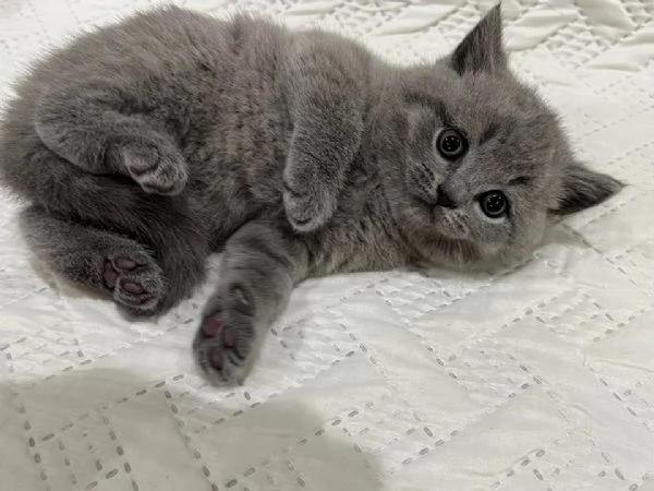 Due meravigliose British shorthair