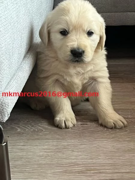 Cuccioli di Golden Retriever