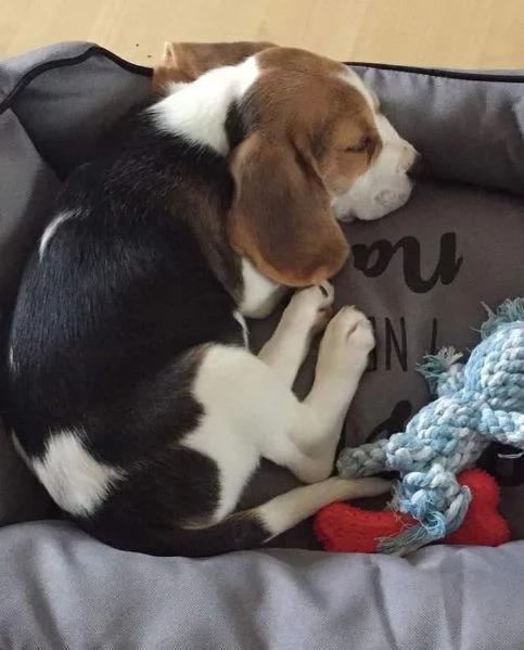 regalo beagle maschio e femmina | Foto 2