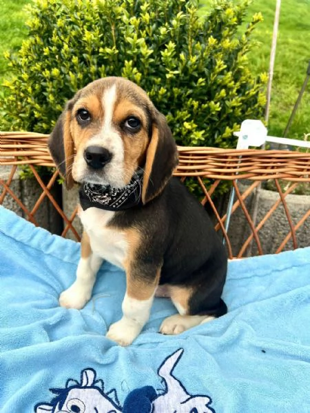 regalo beagle maschio e femmina | Foto 0