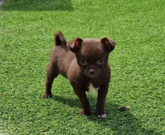 regalo chihuahua maschio e femmina | Foto 0