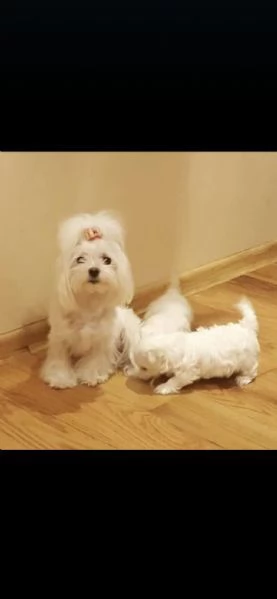 regalo maltese maschio e femmina