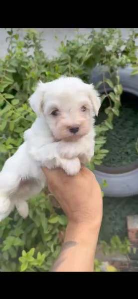 regalo maltese maschio e femmina | Foto 2