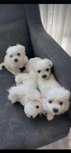 regalo maltese maschio e femmina | Foto 0