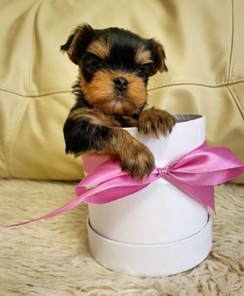 regalo yorkie maschio e femmina | Foto 1