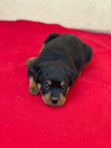 regalo Rottweiler maschio e femmina | Foto 2