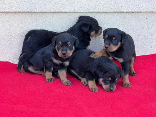 regalo Rottweiler maschio e femmina