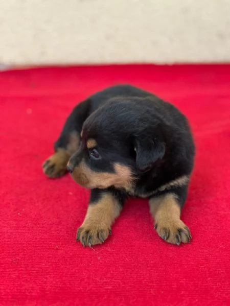 regalo Rottweiler maschio e femmina | Foto 1