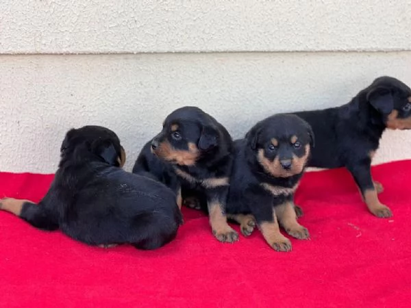 regalo Rottweiler maschio e femmina | Foto 0