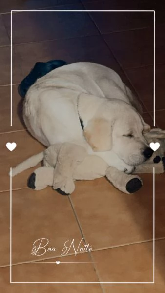 Cucciolo di labrador | Foto 0