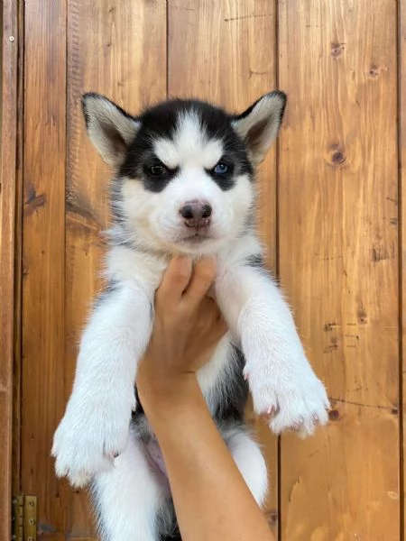 Cuccioli di Husky Puri