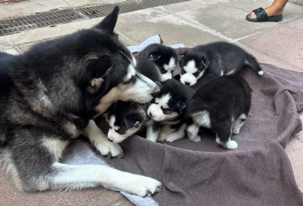 Cuccioli di Husky Puri | Foto 1